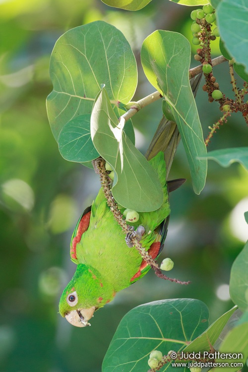 White-eyed Parakeet, South Pointe Park, Florida, United States